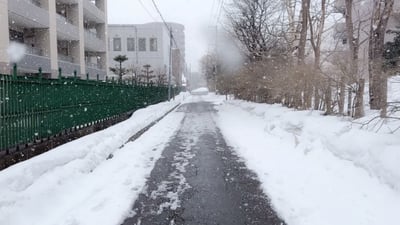 초록색 울타리와 길