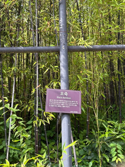 오죽, 검은 대나무