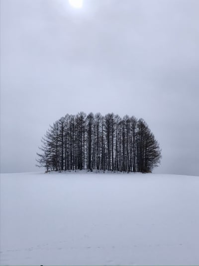 마일드세븐 나무