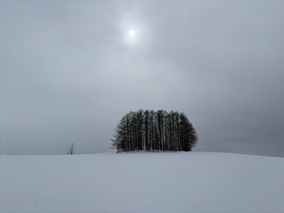 해와 함께 찍은 마일드세븐 나무