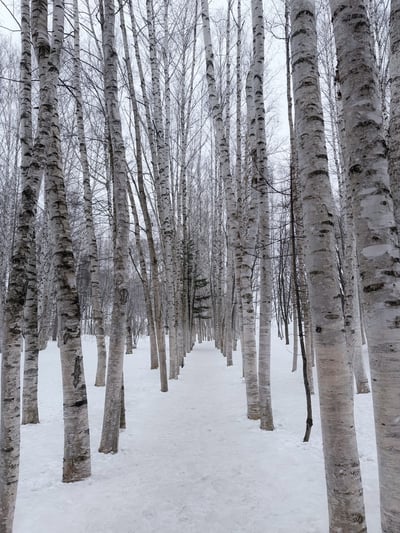 자작나무숲